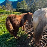 Pony femmina
