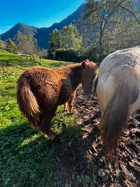 Pony femmina