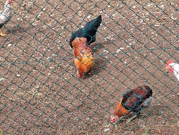 Coppia araucana dalle uova azzurre