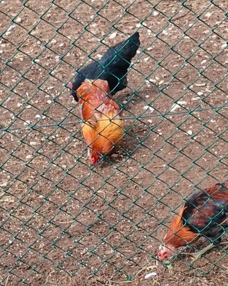 Coppia araucana dalle uova azzurre