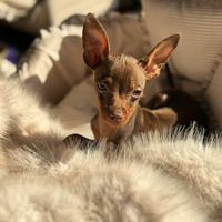 Chihuahua Pinscher Prazsky