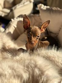 Chihuahua Pinscher Prazsky