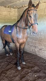 Cavallo Castrone
