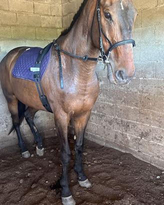 Cavallo Castrone