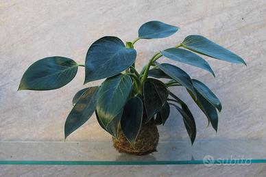 KOKEDAMA con Philodendro