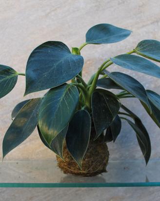 KOKEDAMA con Philodendro