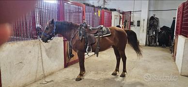 Cavallo da passeggiata o trekking
