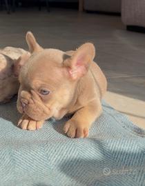 Bulldog francese