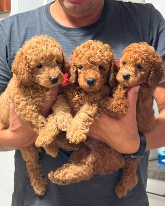 Cuccioli barboncino