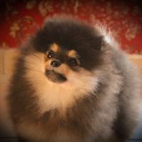 Spitz di pomerania
