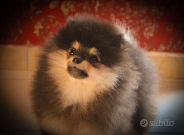 Spitz di pomerania