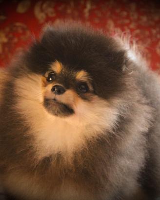 Spitz di pomerania