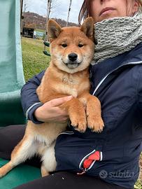 Shiba rosso fulvi pedigree ENCI all. con affisso