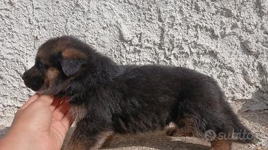 Cuccioli di pastore tedesco