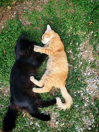 Affettuoso e morbidissimo gattino Rosso