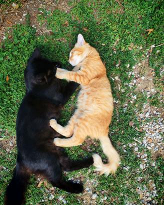 Affettuoso e morbidissimo gattino Rosso