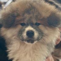 Cucciolo Akita inu pelo lungo