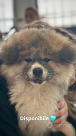 Cucciolo Akita inu pelo lungo