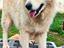 Immagine 4