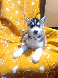 Siberiana husky