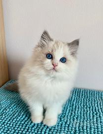Cuccioli Ragdoll con Pedigree Enfi