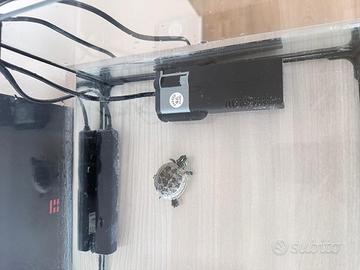 Acquario e tartaruga d'acqua dolce