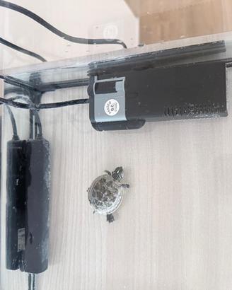 Acquario e tartaruga d'acqua dolce