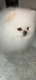 Spitz Pomerania Coreano