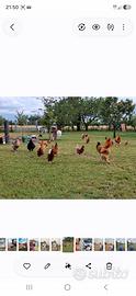 Galline brahma
