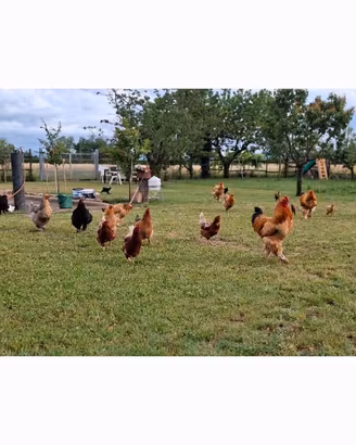 Galline brahma