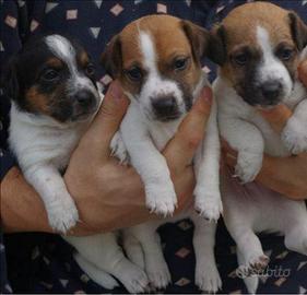 Jeck russell tricolore zampa corta