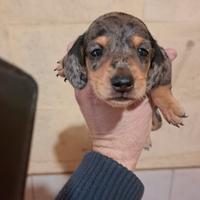 Cuccioli di bassotto tedesco nano