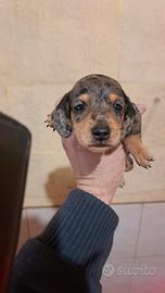 Cuccioli di bassotto tedesco nano