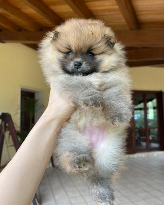 Pomerania femmina