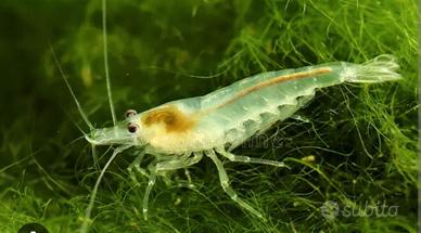 Neocaridina