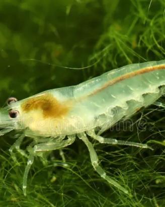 Neocaridina