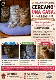 Gatti di razza