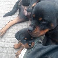 Rottweiler super