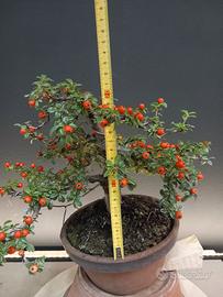 prebonsai cotoneaster