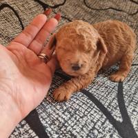 Barboncini red toy/ nano