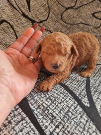 Barboncini red toy/ nano