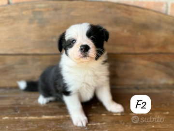 Cuccioli di Border Collie con pedigree