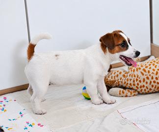 Incantevole cucciola Jack Russell
