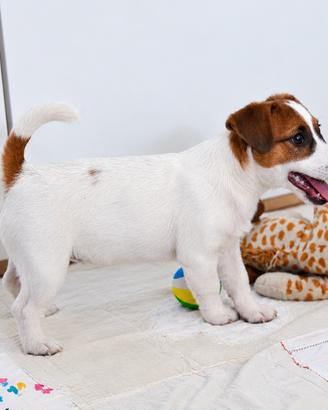 Incantevole cucciola Jack Russell