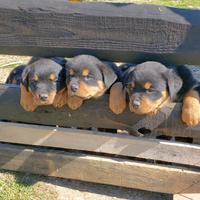 Cuccioli di rottweiler