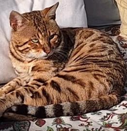 Coppia di gatto bengala