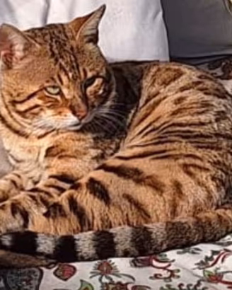 Coppia di gatto bengala