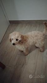 Cucciolo di barboncino nano