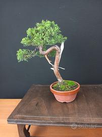 Bonsai ginepro var. Kishu