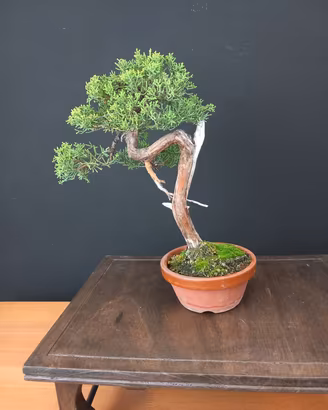 Bonsai ginepro var. Kishu